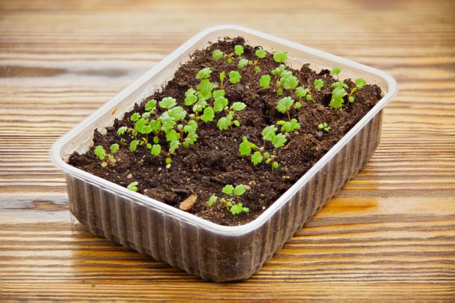 14 правил, которые вы должны соблюдать при выращивании рассады в домашних условиях 