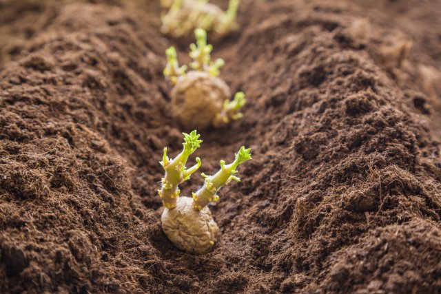 5 способов посадить картофель от пяти разных агрономов 