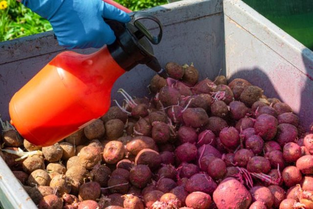 Чем обработать картофель от болезней и вредителей перед посадкой 