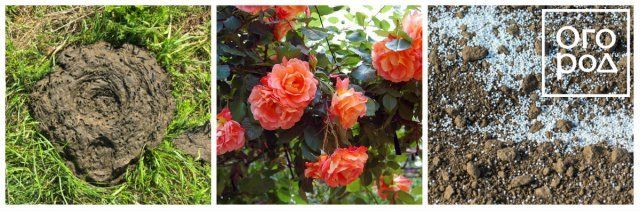 Чем подкормить розы весной и летом для пышного цветения 