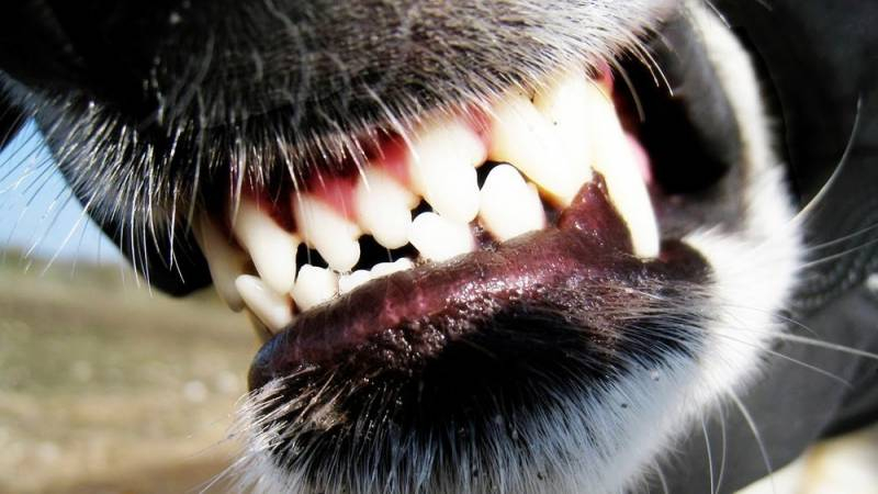 
Депутаты Госдумы предлагают ужесточить наказание владельцам собак за нападение животных                