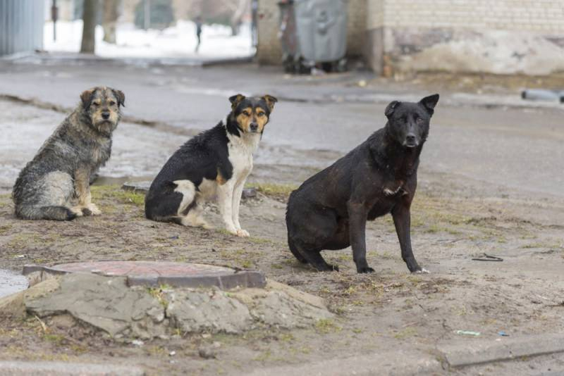
Депутаты Госдумы предлагают ужесточить наказание владельцам собак за нападение животных                