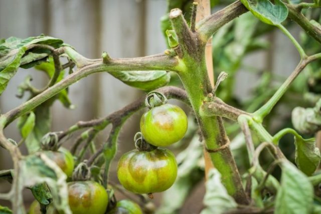 Холодная и сырая погода: как спасти помидоры в теплице и на улице 