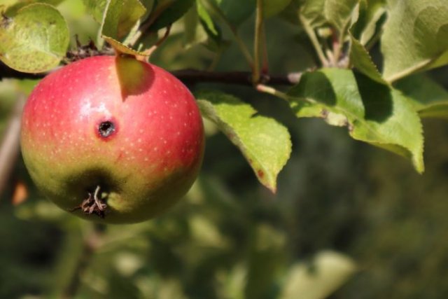 Яблоки без червоточин: три простых правила 