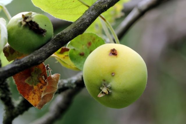Яблоки без червоточин: три простых правила 