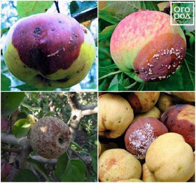 Яблоки гниют прямо на дереве – в чем причина и что нужно делать 