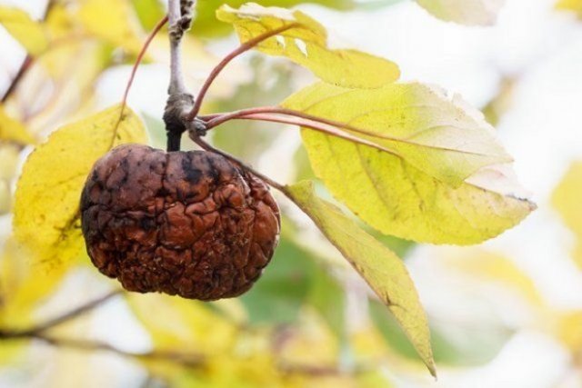 Яблоки гниют прямо на дереве – в чем причина и что нужно делать 