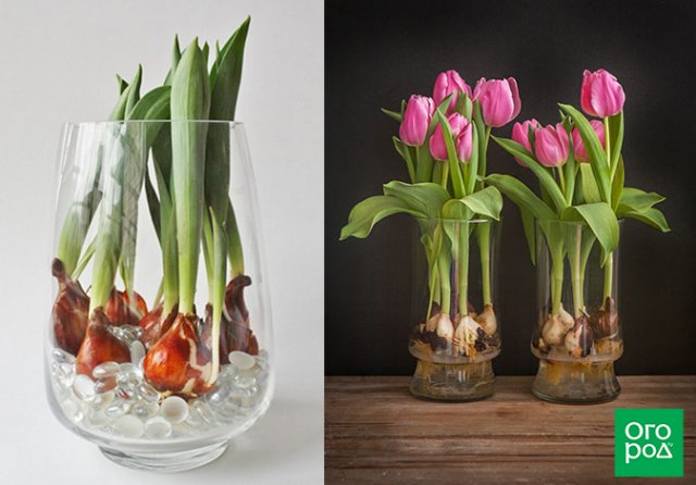 Как дольше сохранить срезанные тюльпаны в домашних условиях 