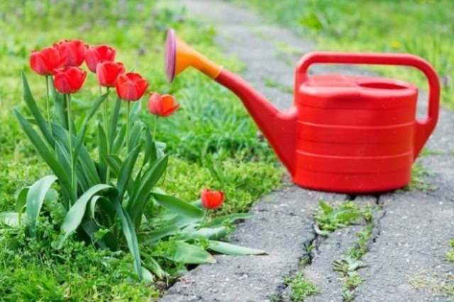Как дольше сохранить срезанные тюльпаны в домашних условиях 