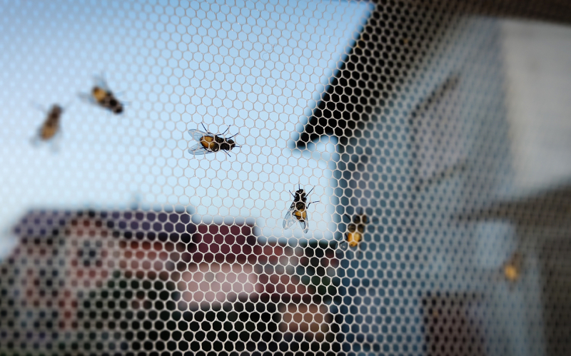Как избавиться от мух: 9 средств и советы эксперта