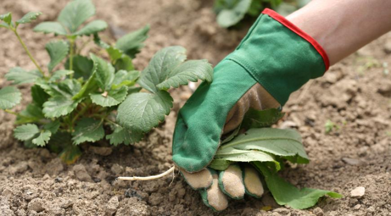 
Как повысить урожайность клубники в два раза: советы опытных садоводов                