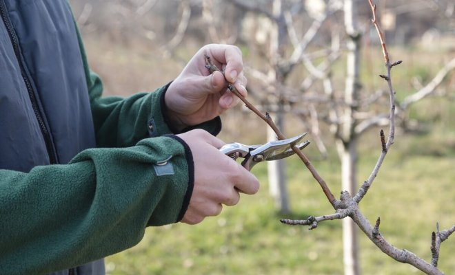 Как правильно обрезать яблоню и грушу весной (советы для начинающих)