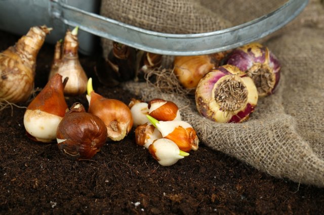 Как размножить луковичные растения в августе-сентябре 