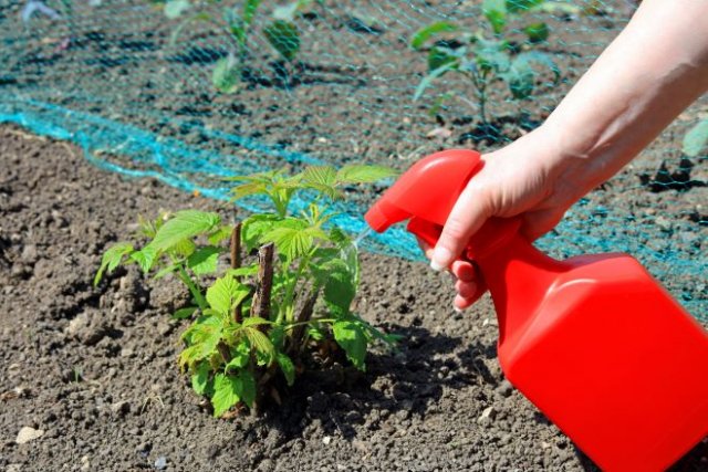 Как вырастить ремонтантную малину: 10 правил отменного урожая 