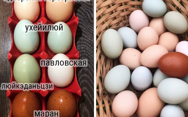 Какие куры несут цветные яйца 
