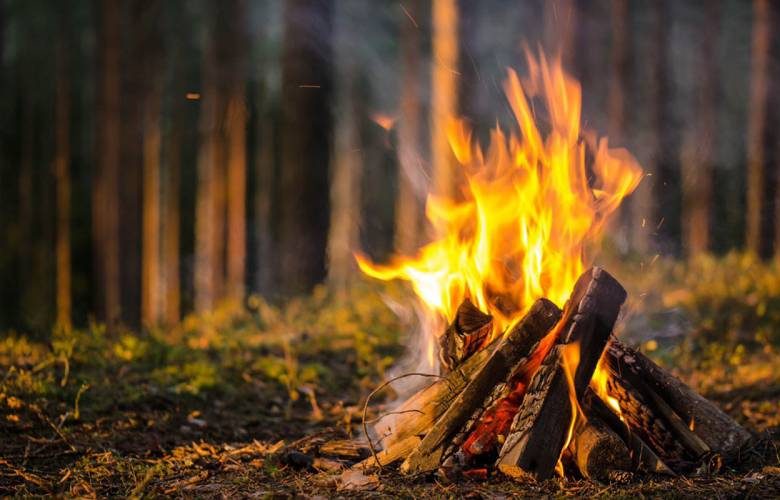 
Какие лесные животные не боятся огня и могут напасть на человека при разведенном костре                