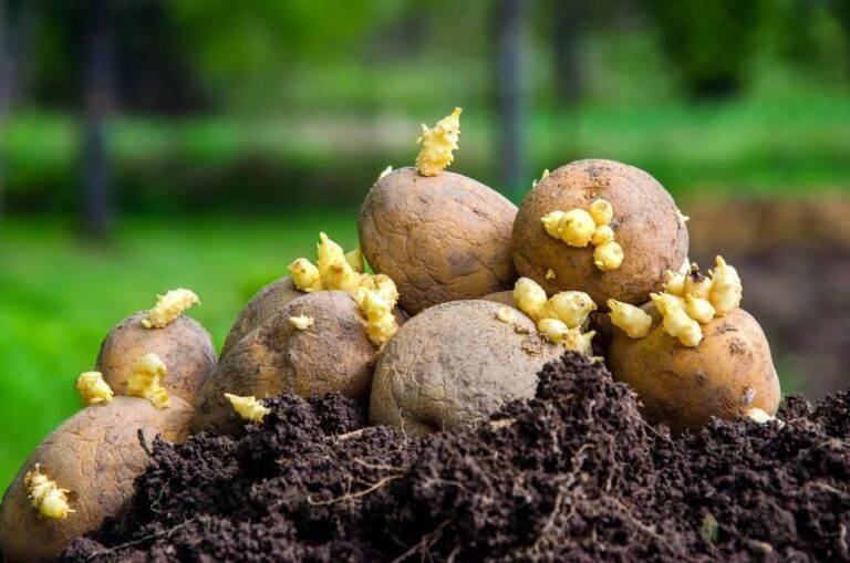
Лучшие дни по лунному календарю для посадки картофеля в конце мая 2023 года                