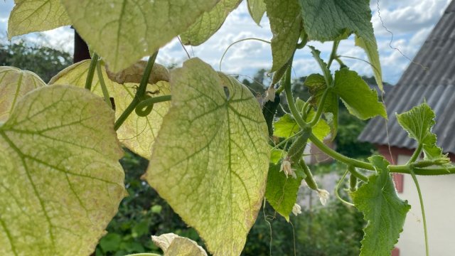 Мозаика на листьях огурцов: лечить или подкармливать 