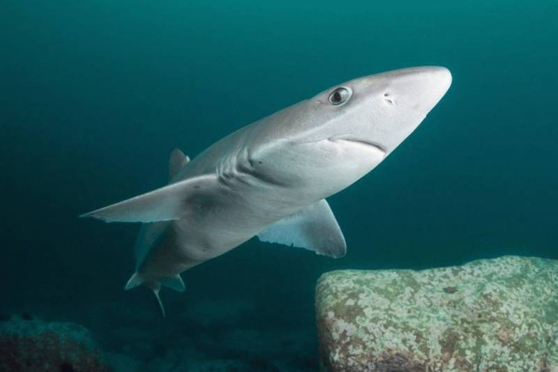 
Нападение акул на людей: причины их активности, стоит ли опасаться отдыхающим на Черном море                