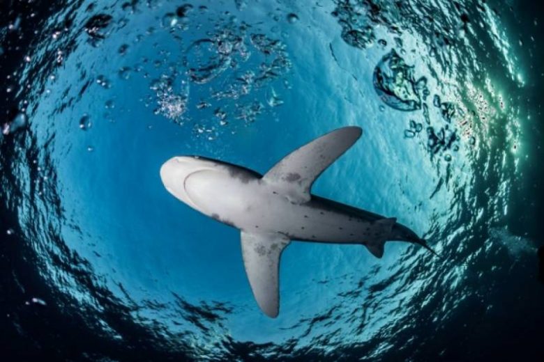 
Нападение акул на людей: причины их активности, стоит ли опасаться отдыхающим на Черном море                