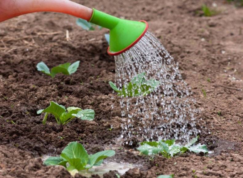 
Огородные дела в июле 2022 года: чем подкормить капусту для получения хорошего урожая                