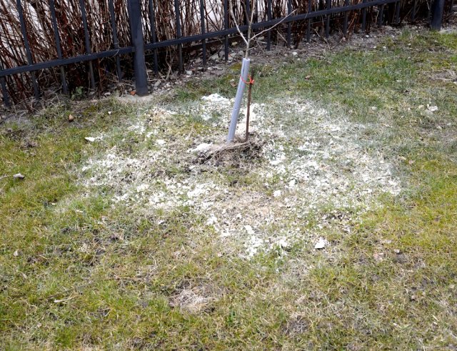Оживляем газон весной: пошаговая инструкция
