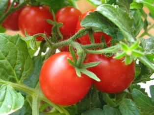 Как вырастить вкусные помидоры