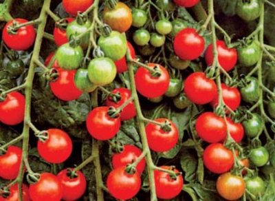 Как выращивать томаты черри