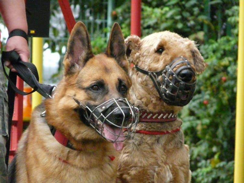 
Потенциально опасные породы: каких собак нельзя выгуливать без намордника                