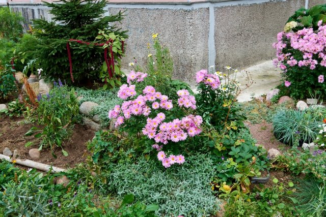 С чем посадить хризантемы: 7 гармоничных вариантов 