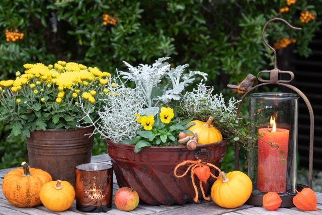 С чем посадить хризантемы: 7 гармоничных вариантов 