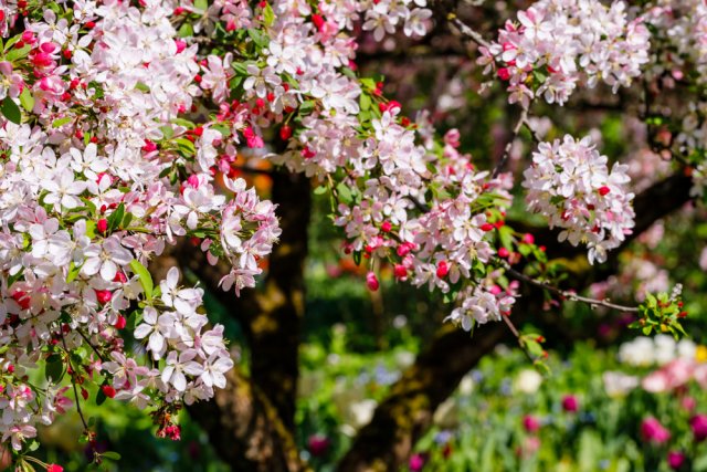 Сад во время цветения: 7 работ, которые нельзя пропустить 