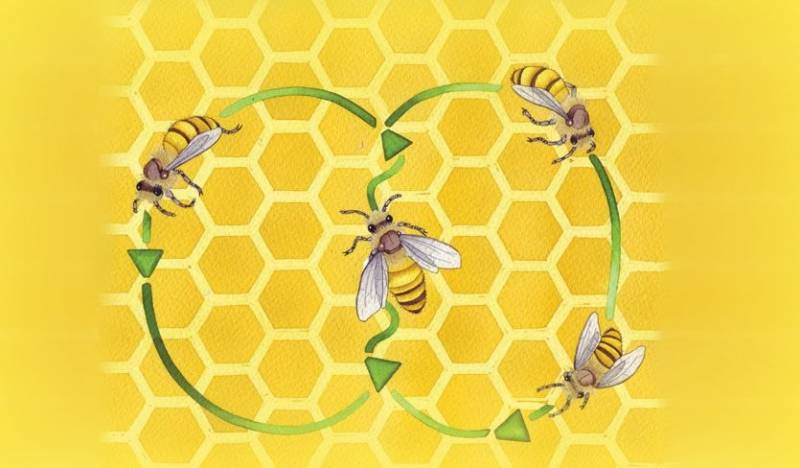 
Суперспособности пчел: действительно ли интеллект «полосатых тружеников» столь высок                