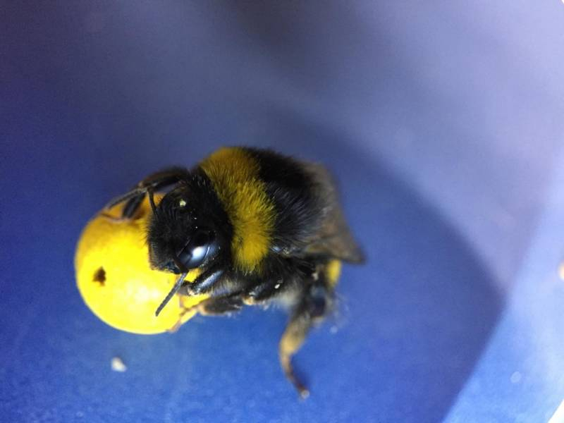 
Суперспособности пчел: действительно ли интеллект «полосатых тружеников» столь высок                