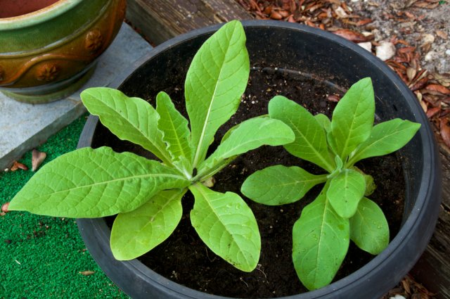 Выращиваем рассаду душистого табака: сорта, этапы и тонкости 