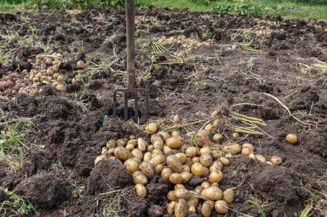 Выращивание картофеля по Лунному календарю в 2023 году 