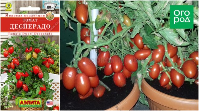 10 лучших сортов томата для подоконника и балкона