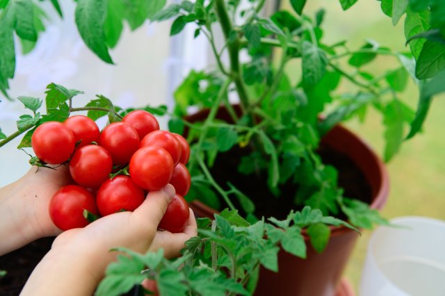 10 лучших сортов томата для подоконника и балкона