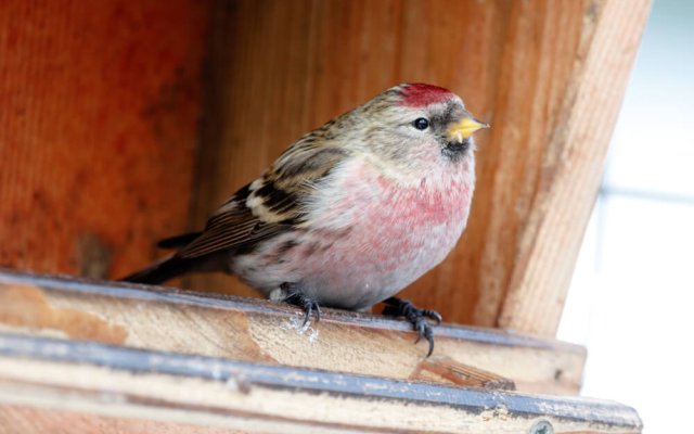 10 редких птиц, которых можно увидеть в кормушке 