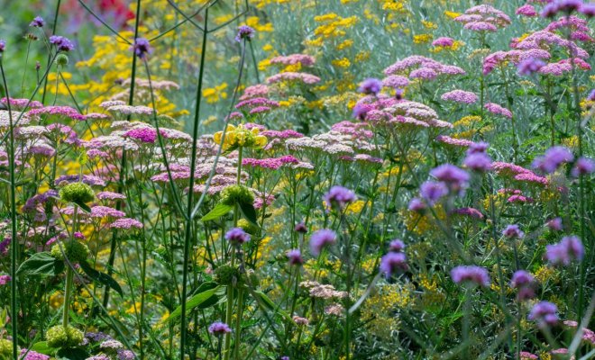 10 сорняков, которые украсят ваш цветник 
