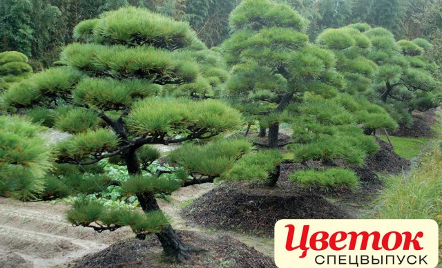 10 традиционных растений для японского сада 