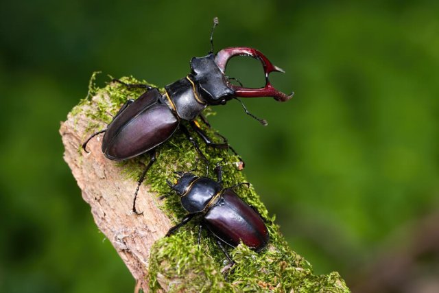 10 удивительных насекомых, которых можно встретить в средней полосе