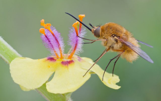 10 удивительных насекомых, которых можно встретить в средней полосе