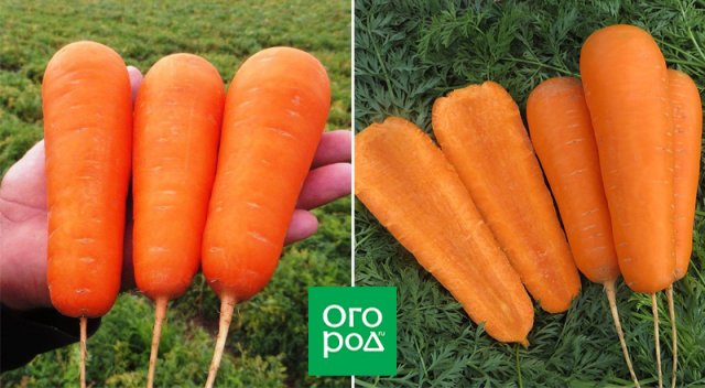 12 беспроигрышных сортов и гибридов моркови – урожай порадует! 