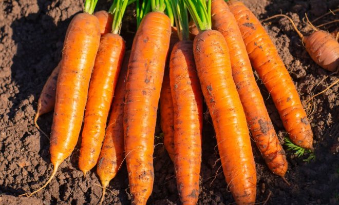12 беспроигрышных сортов и гибридов моркови – урожай порадует! 