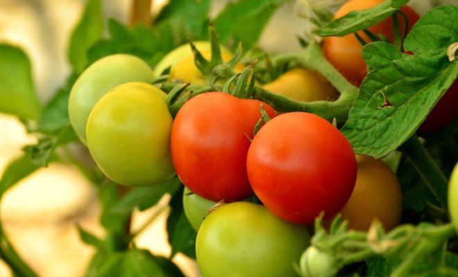 12 сортов и гибридов томатов для тенистых участков 