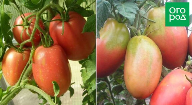 12 сортов и гибридов томатов для тенистых участков 
