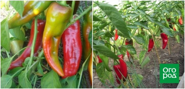Перец сладкий воевода f1 седек. Перец сладкий хасбулат сибсад. Перец сладкий мандаринчик. Перец сладкий буйвол красный f1. Самый урожайный перец для теплиц.