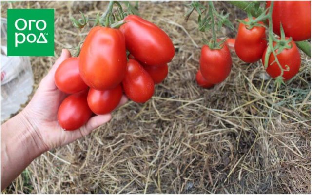 20 самых урожайных сортов томатов по итогам 2023 года 
