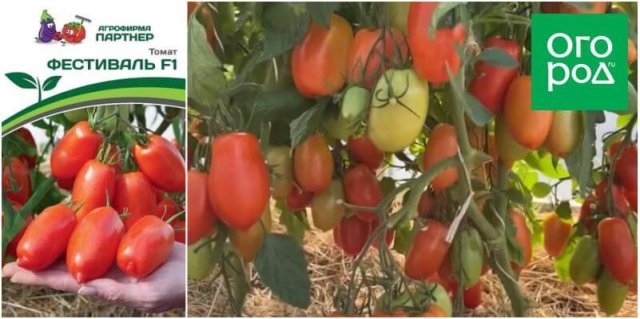 20 самых урожайных сортов томатов по итогам 2023 года 